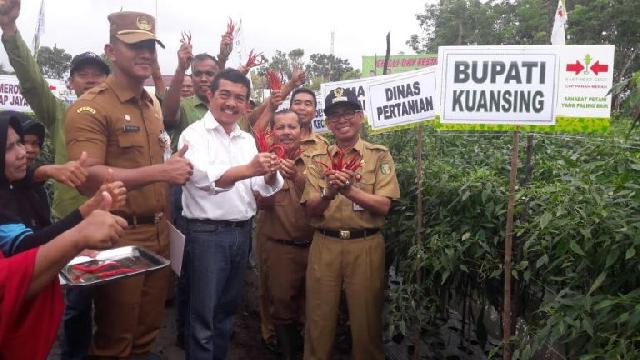  Panen Raya di Benai, Bupati: Kualitas Cabai Kuansing Tidak Kalah dengan Cabai Sumbar